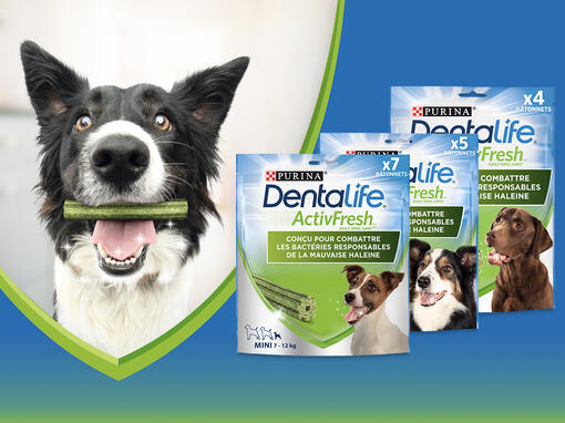 „PURINA® Dentalife® ActivFresh“