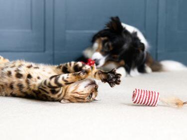 Tabby kačiukas, žaidžiantis su žaislu