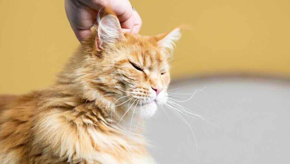 Cat Ear Infections and Common Ear Problems1 Imbierinė katė užmerktomis akimis, glostyta galva