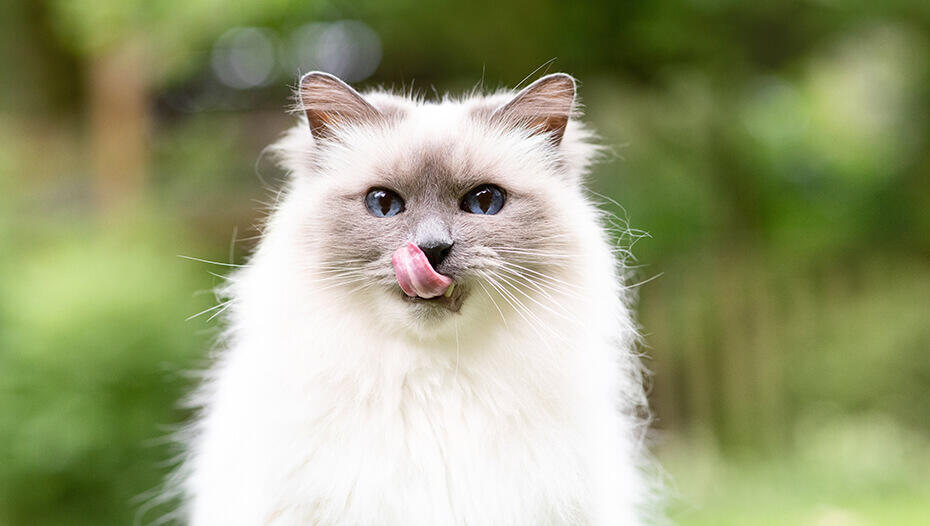 Why does my cat lick me 1 Katė laižo burną
