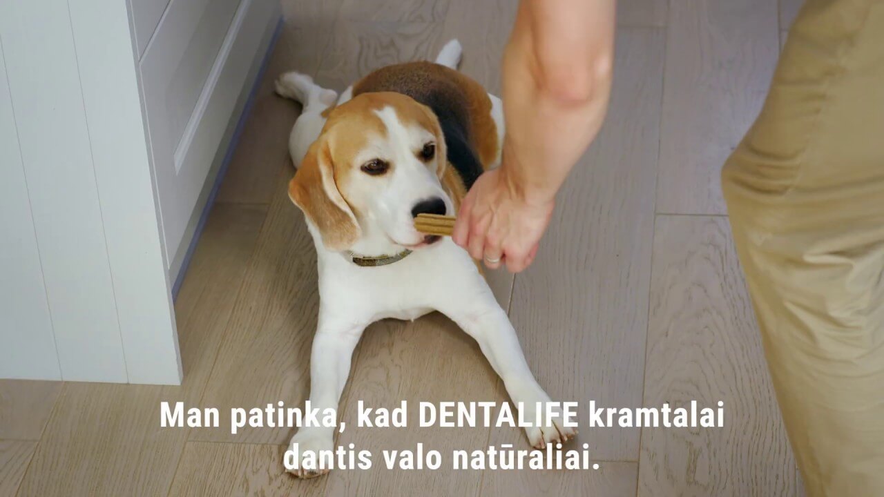 Dentalife